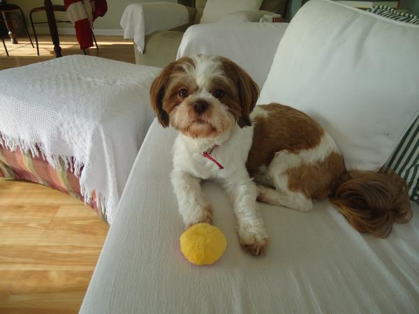 /Images/uploads/Louies Legacy Animal Rescue/cutest-rescue-pet-2023/entries/28055thumb.jpg
